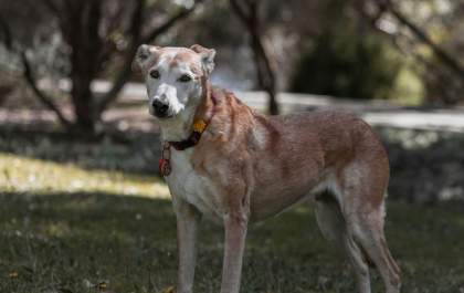 Envelhecimento canino exige novas práticas de cuidado