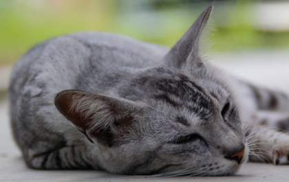 Complexo Respiratório Felino: doença contagiosa pode causar rinite e úlceras graves em gatos