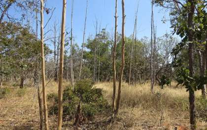 Inteligência artificial identifica mais de 13 mil hectares de terras agrícolas abandonadas no Cerrado