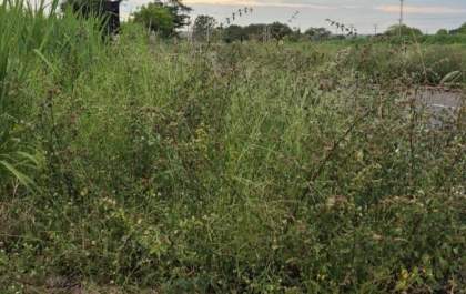 Mato alto em rotatória antes da ponte sobre o Rio Paraná preocupa motoristas e eleva o risco de acidentes