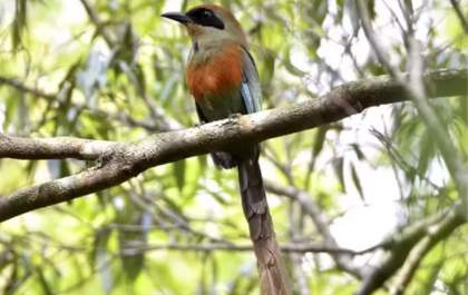 Lei reconhece juruva como símbolo da Mata Atlântica em Mato Grosso do Sul
