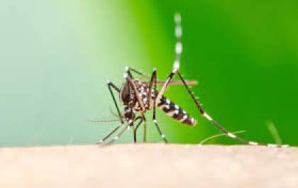 MS receberá vacina contra chikungunya