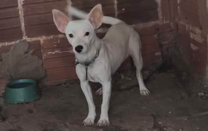 Animais são recolhidos em chácara em Birigui após denúncia de possíveis maus-tratos