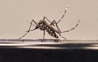Boletim aponta avanço da dengue em Três Lagoas