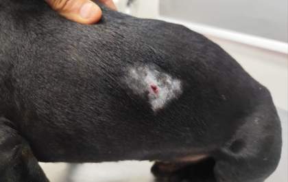 Idoso com espingarda é preso pela PM, acusado de atirar em cachorro