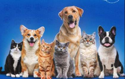 Prefeitura abre cadastro para castrações e microchipagem gratuita de cães e gatos