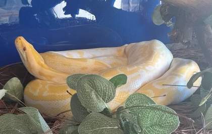 Polícia encontra cobras sendo criadas em cativeiro em Araçatuba