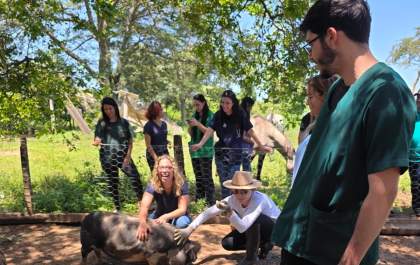 Porca de 350 quilos volta a andar após procedimento durante aula de Veterinária do Unisalesiano