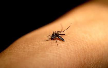 Chikungunya avança e 16 municípios já enfrentam situação de epidemia