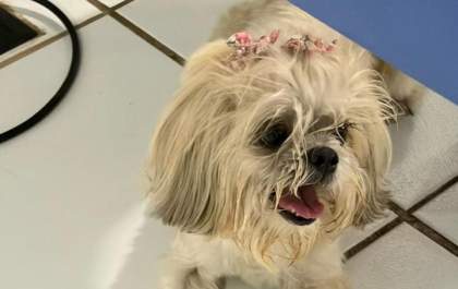 Cachorrinha está perdida em centro empresarial e aguarda por dono