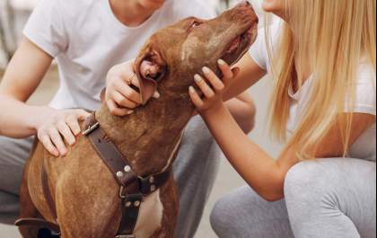 Custódia compartilhada de pets é sancionada e vira lei no Brasil