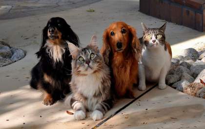 Governo publica lei que institui guarda compartilhada de pets