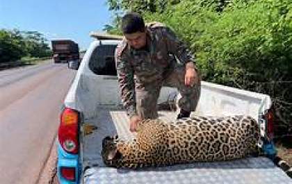 Onça-pintada morre atropelada na BR-262 em trecho do Pantanal de MS