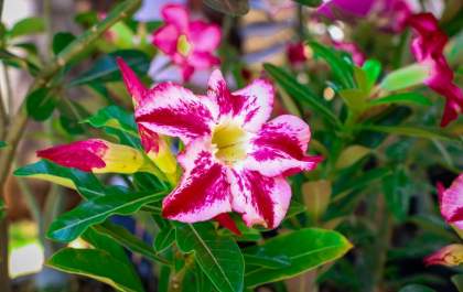 Três Lagoas recebe feira de orquídeas e rosas do deserto