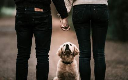 Guarda compartilhada de pets entra na lei brasileira