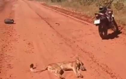 Onça ataca motociclista na estrada, mas acaba morrendo atropelada em Ribas do Rio Pardo