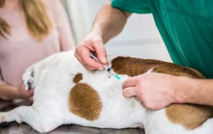 Vacinação de cães e gatos contra a raiva é temporariamente suspensa em Araçatuba
