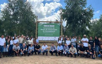 Setor florestal avança na conservação genética de Eucalyptus e Corymbia no Brasil