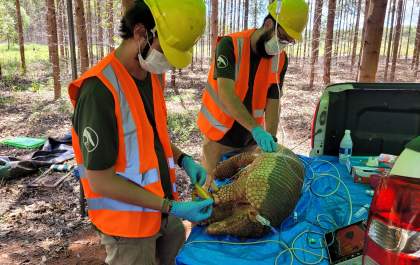 ICAS registra, pela primeira vez, tatu-canastra grávida em área da Suzano em Mato Grosso do Sul