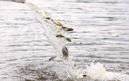 Soltura de 601 mil peixes fortalece biodiversidade no reservatório de Jupiá