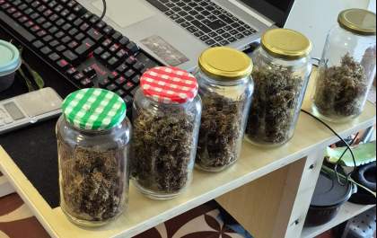 Polícia descobre estrutura de cultivo doméstico de maconha em residência em Birigui