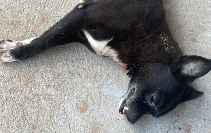 Moradores vivem clima de medo após ataque de pitbulls que matou cachorro dentro de residência