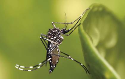 Três Lagoas confirma casos de chikungunya