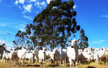 Frente fria em MS: Iagro alerta produtores sobre risco de morte de animais por hipotermia