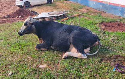 Vaca cai em fossa e mobiliza bombeiros em Três Lagoas