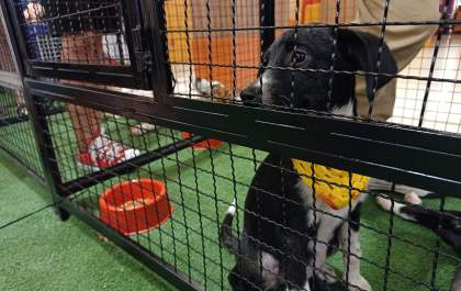 20 animais esperam por novo lar em feira de adoção no Shopping Praça Nova Araçatuba