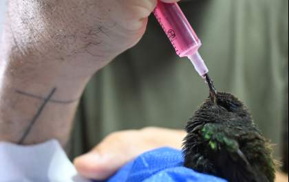 Cetas de Três Lagoas recebe 11 aves apreendidas em ação contra cativeiro ilegal