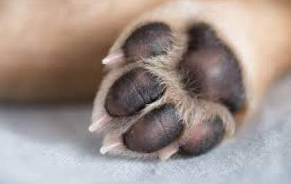 Cachorro morre após disparos em residência