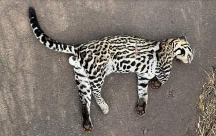Jaguatirica é encontrada morta após atropelamento na BR-267