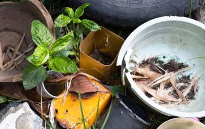 Guararapes tem índice 4 vezes acima do recomendado para infestação do Aedes aegypti