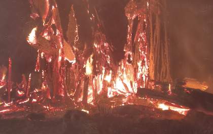 Incêndio em figueira histórica mobiliza bombeiros na Vila Piloto em Três Lagoas