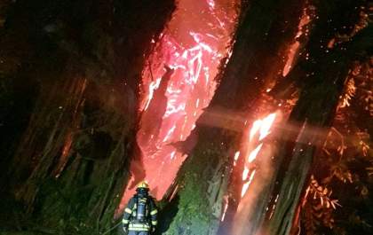 Incêndio em figueira histórica mobiliza bombeiros na Vila Piloto em Três Lagoas