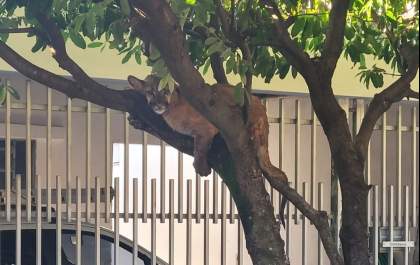 Bombeiros resgatam filhote de onça-parda encontrado em árvore em Birigui