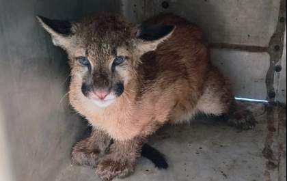 Onça-parda resgatada em Birigui é levada para Hospital Veterinário em Fernandópolis