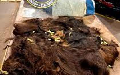 Carga de cabelo humano é retida na fronteira