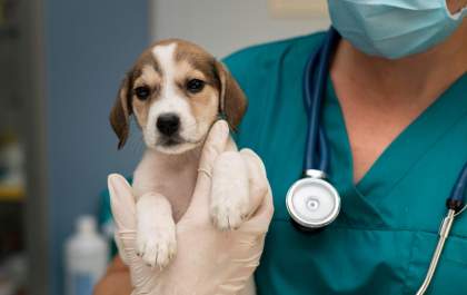 Exercício ilegal da medicina veterinária passa a ser crime no Brasil