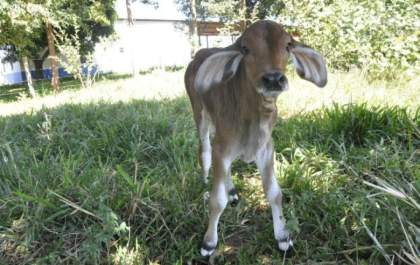 Ministério da Agricultura reforça combate à brucelose