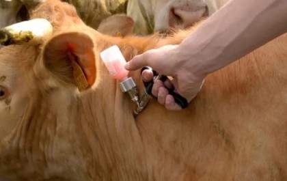 Iagro alerta produtores: prazos para vacinação contra brucelose seguem inalterados