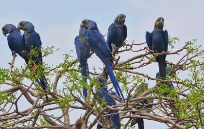 Arara-azul entra em lista de espécies ameaçadas