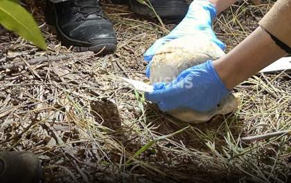 Ossada encontrada em fazenda de Três Lagoas pode ser de homem desaparecido desde 2023