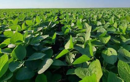 Plantio da soja será antecipado em Mato Grosso do Sul