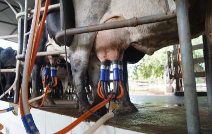 Projeto Araçatuba Mais Leite promove palestra sobre saúde do úbere para produtores rurais