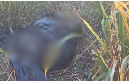 Identificado homem de 68 anos encontrado carbonizado