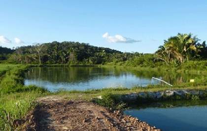 Menina de 1 ano morre afogada em tanque de peixes em fazenda