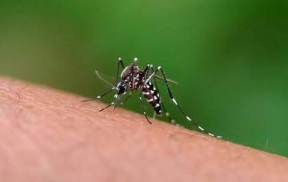 MS confirma mais duas mortes por chikungunya