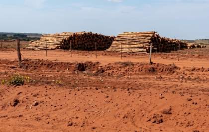 Ministério Público investiga impactos ambientais de plantações de eucalipto na região leste de MS
